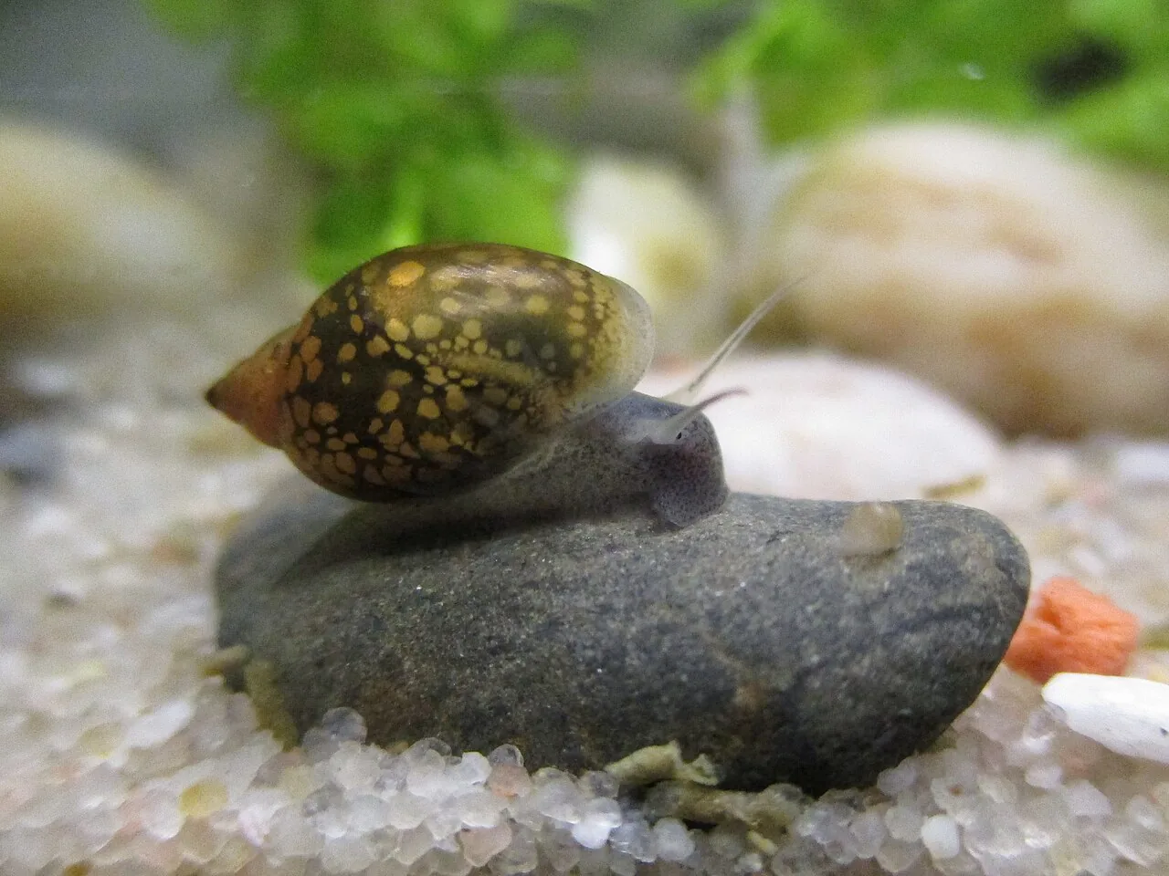 Pond Snail