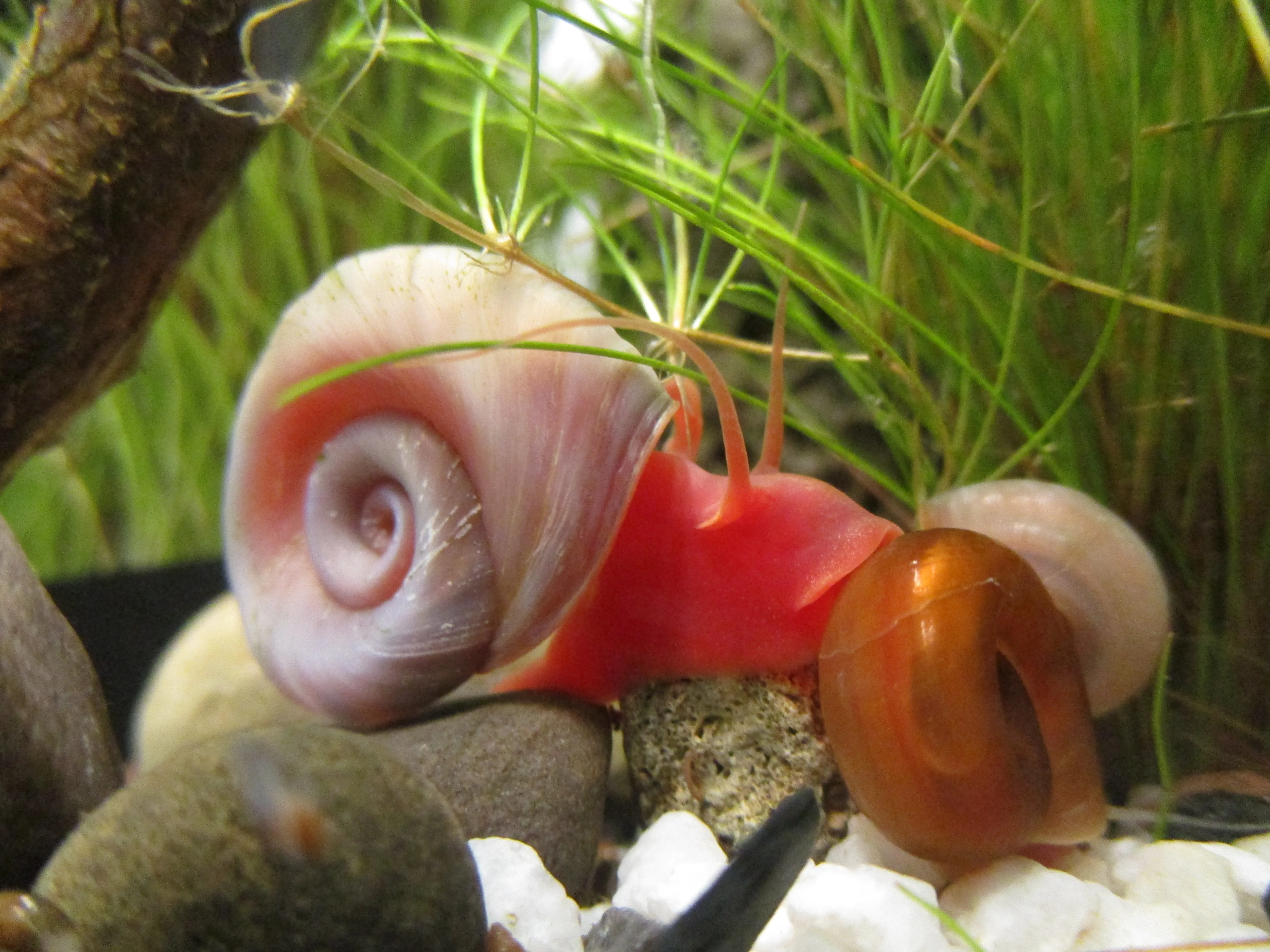 Ramshorn Snail