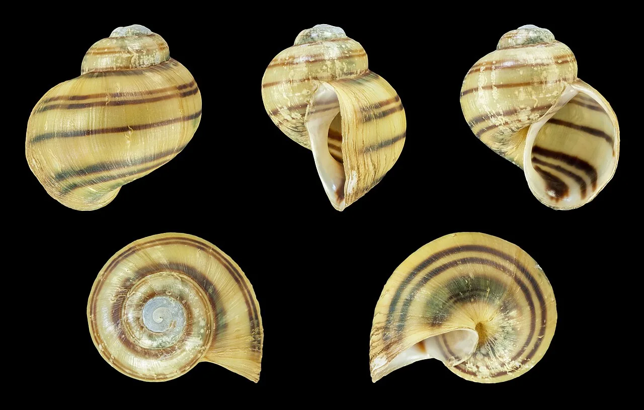 Spixi Snail