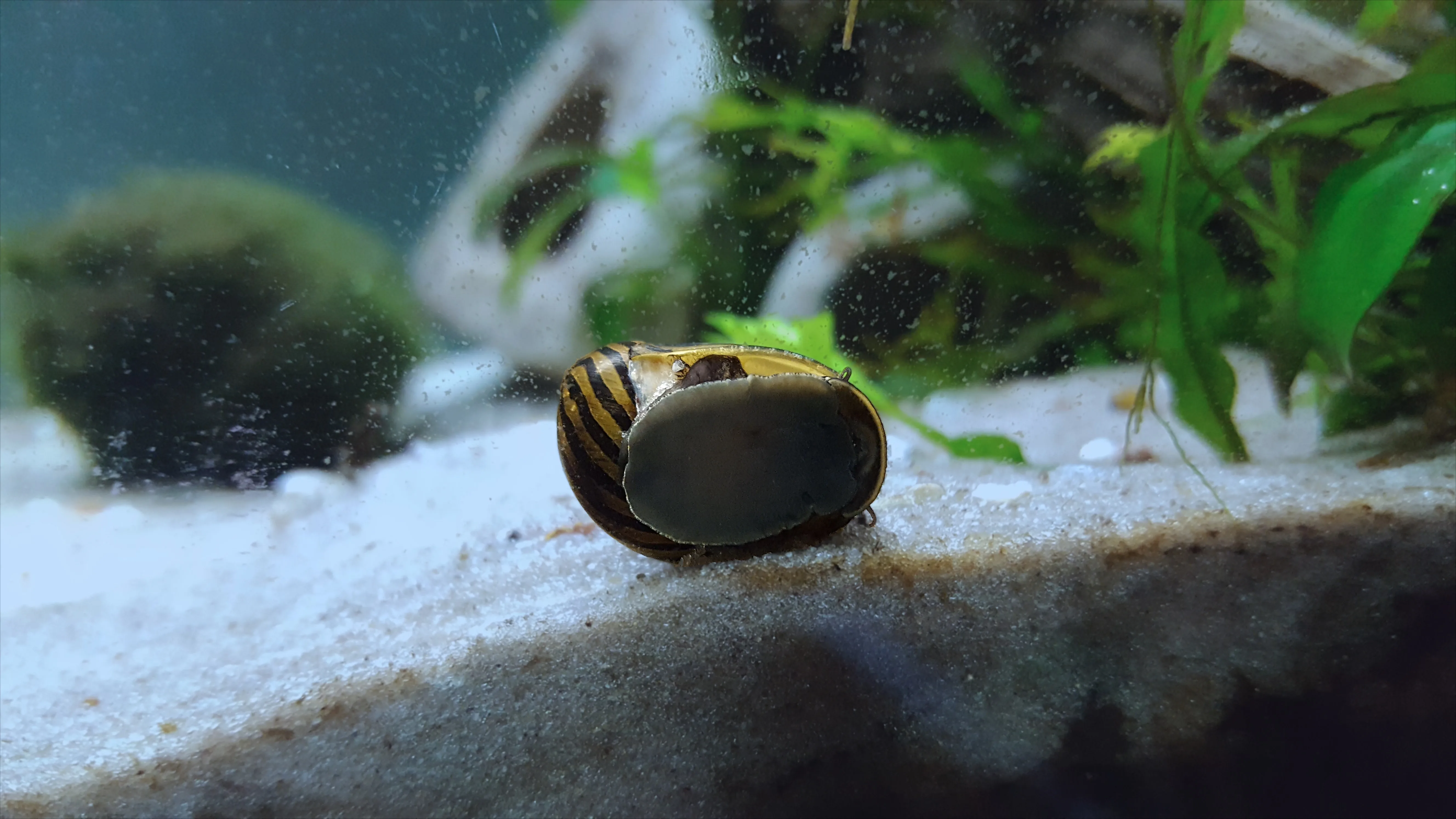 Zebra Nerite Snail