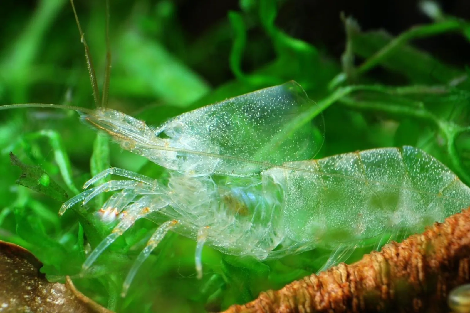 Amano Shrimp (Caridina multidentata)