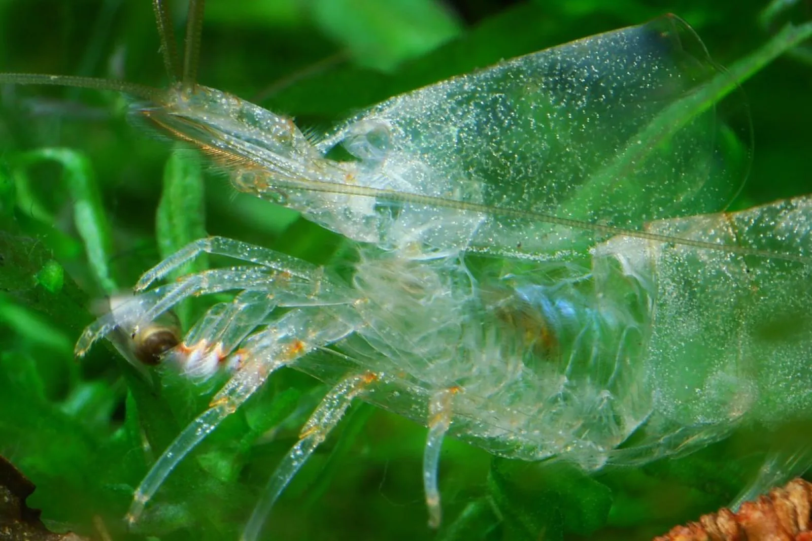 Amano Shrimp (Caridina multidentata)