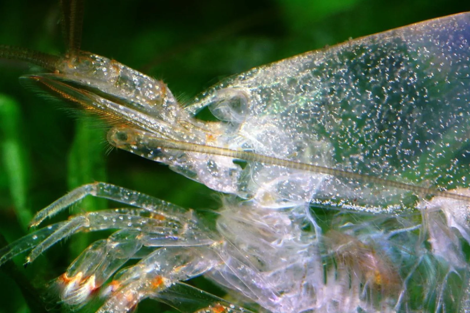 Amano Shrimp (Caridina multidentata)