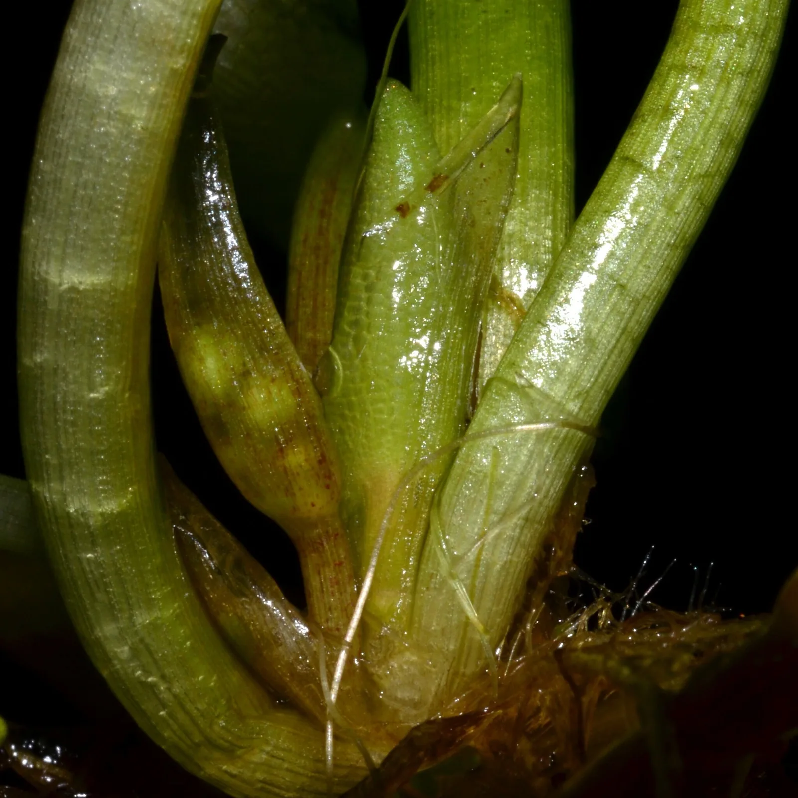 Amazon Frogbit (Limnobium laevigatum)