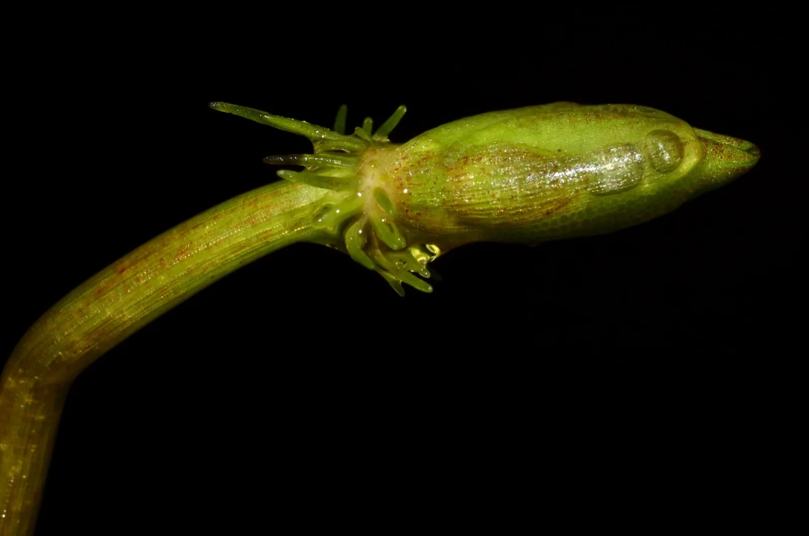 Amazon Frogbit (Limnobium laevigatum)