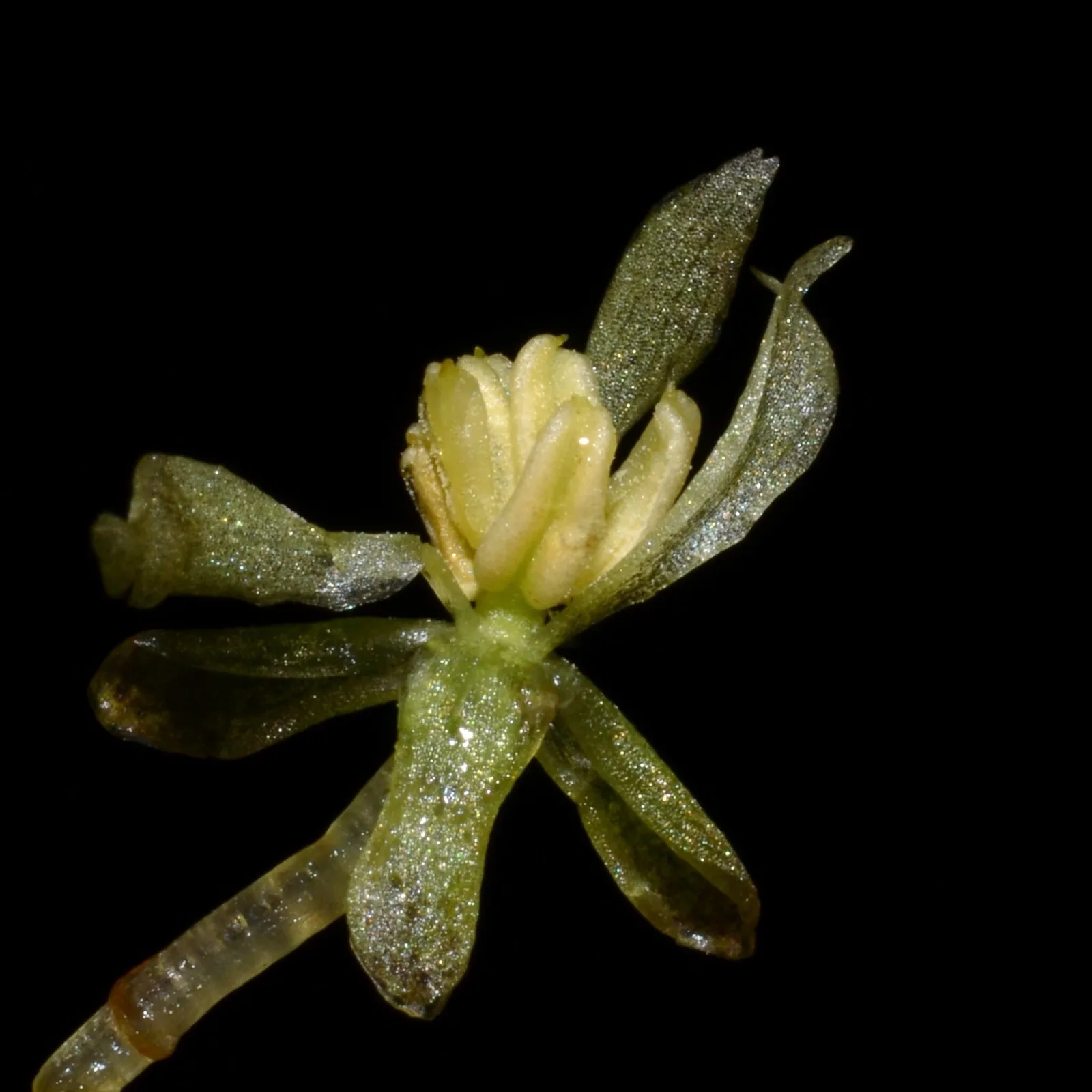 Amazon Frogbit (Limnobium laevigatum)