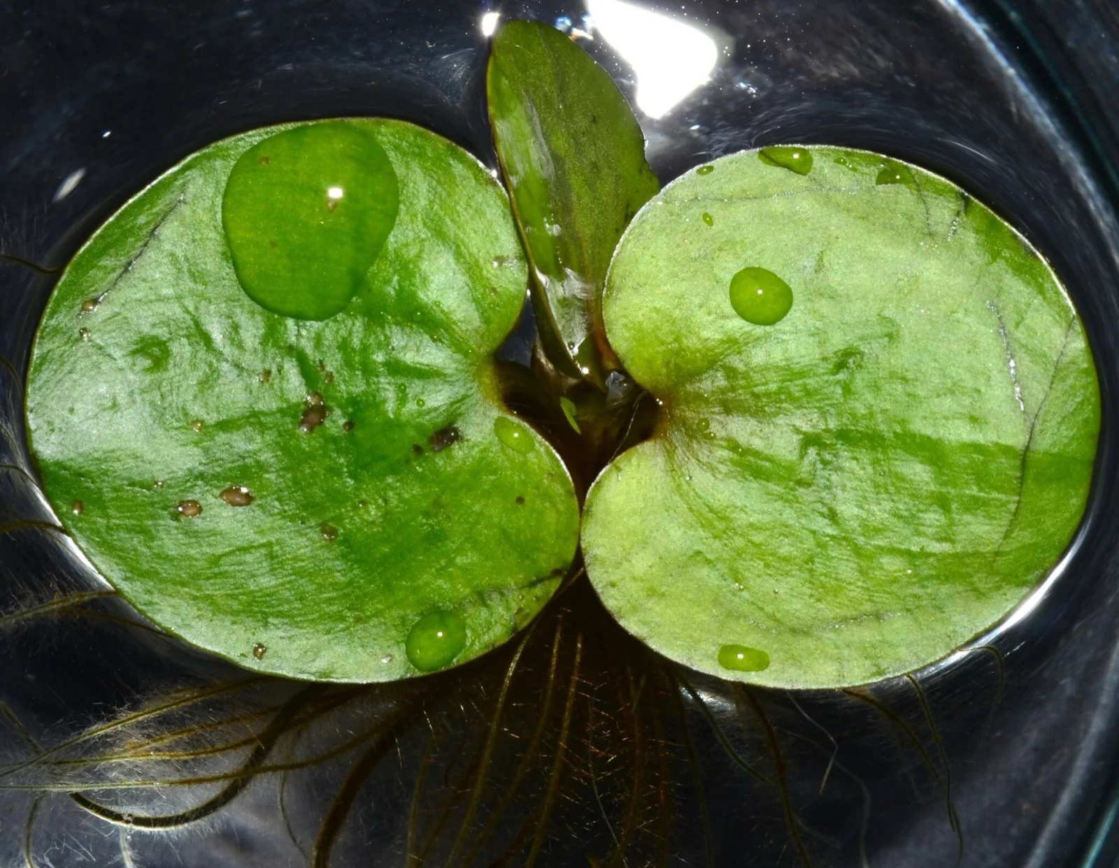 Amazon Frogbit (Limnobium laevigatum)