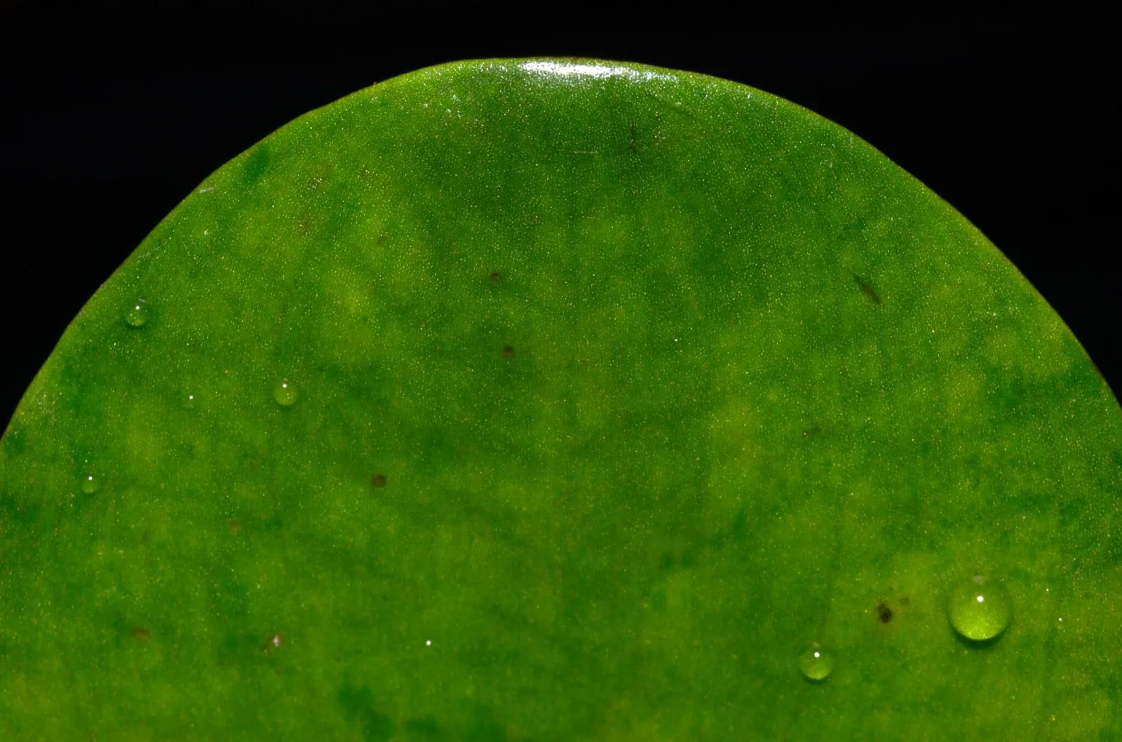 Amazon Frogbit (Limnobium laevigatum)