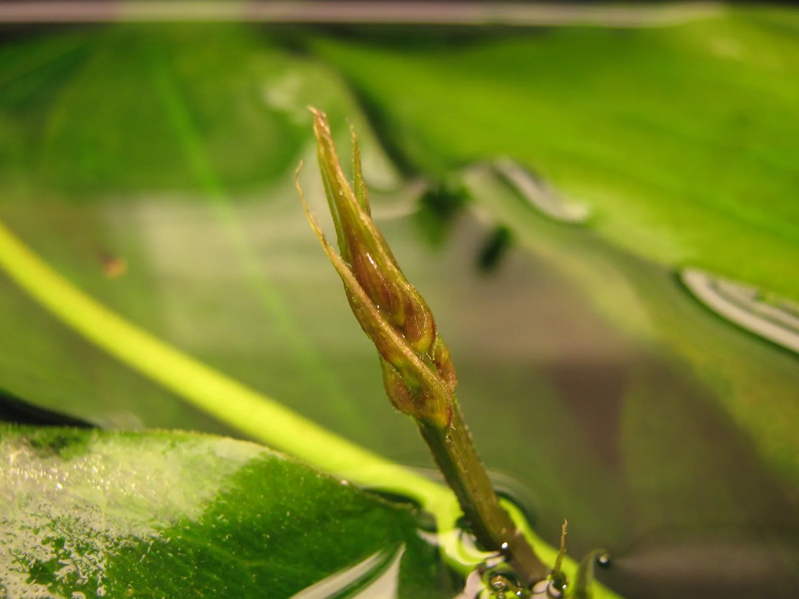 Amazon Sword (Echinodorus grisebachii)