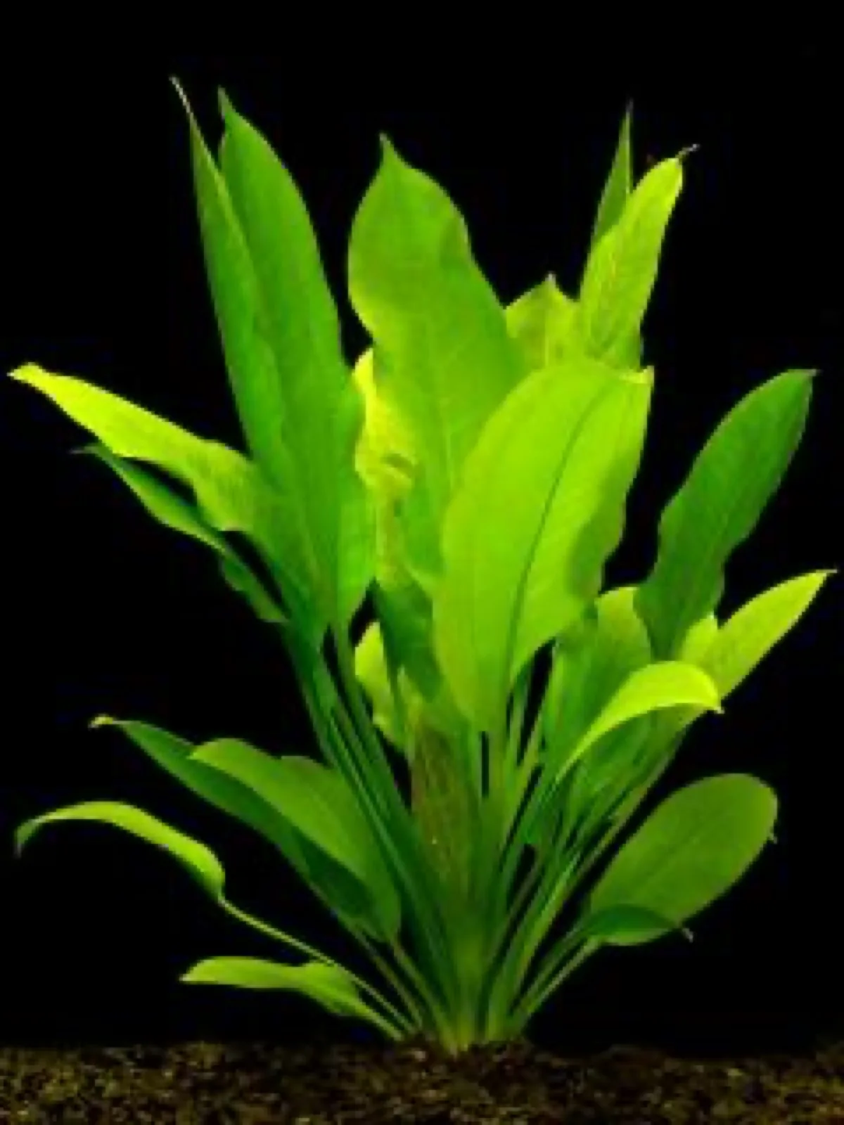 Amazon Sword (Echinodorus grisebachii)