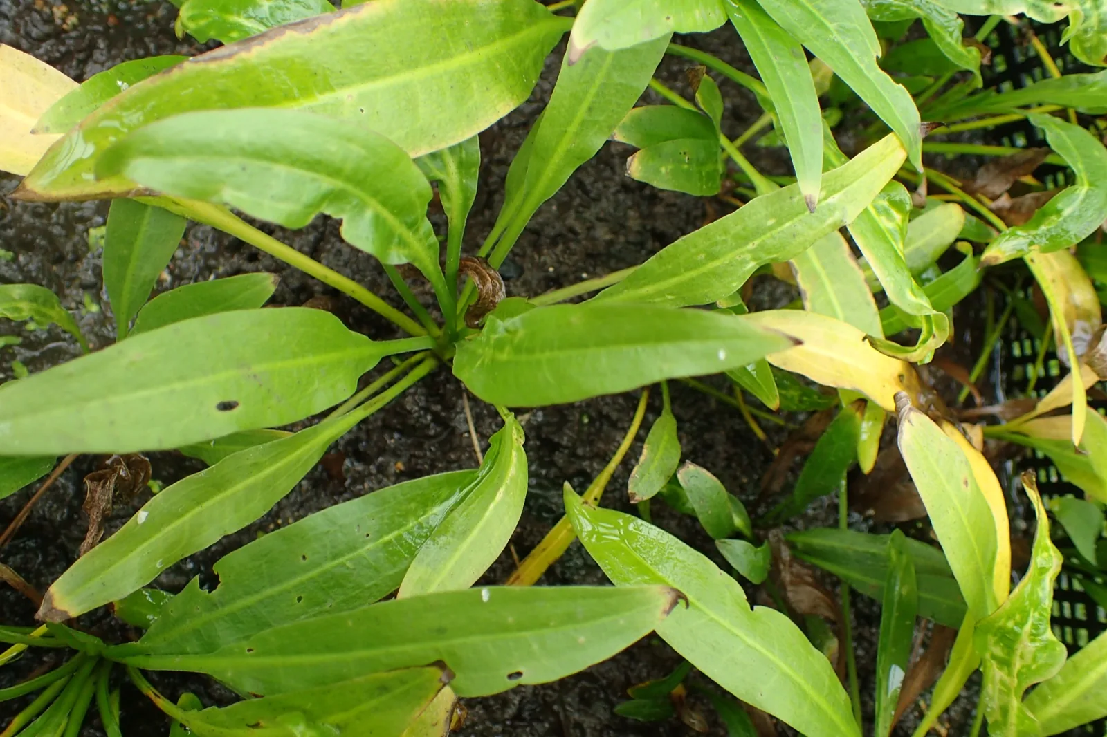 Amazon Sword (Echinodorus grisebachii)
