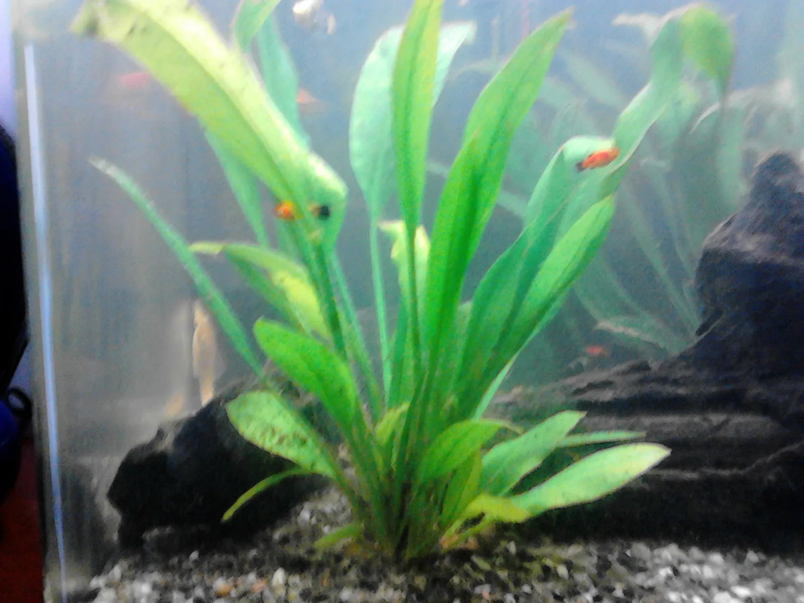 Amazon Sword (Echinodorus grisebachii)