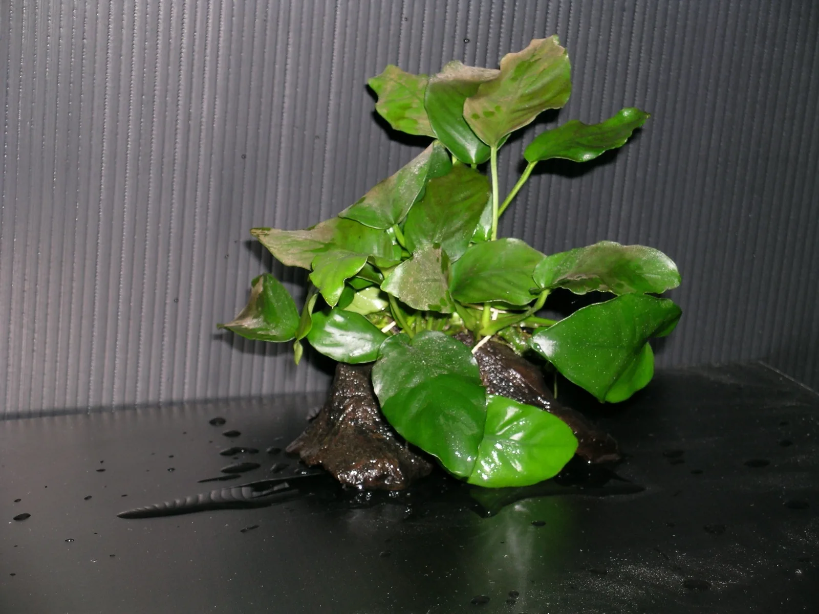 Anubias Barteri Nana (Anubias barteri var. nana)