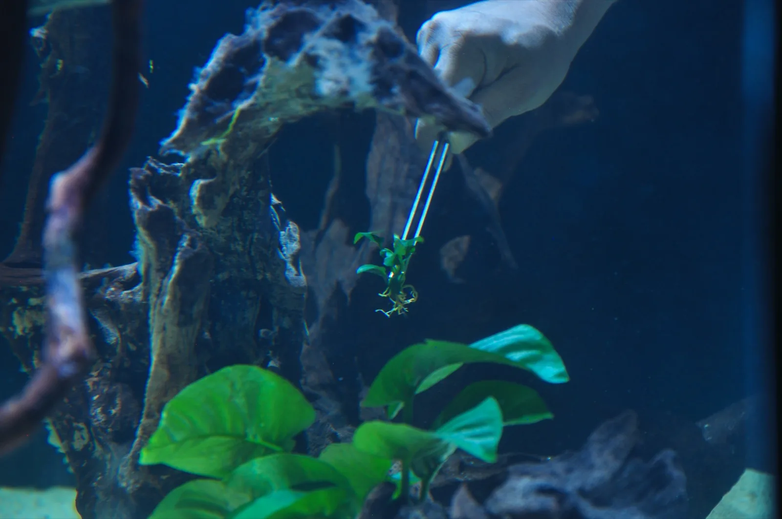 Anubias Barteri Nana (Anubias barteri var. nana)