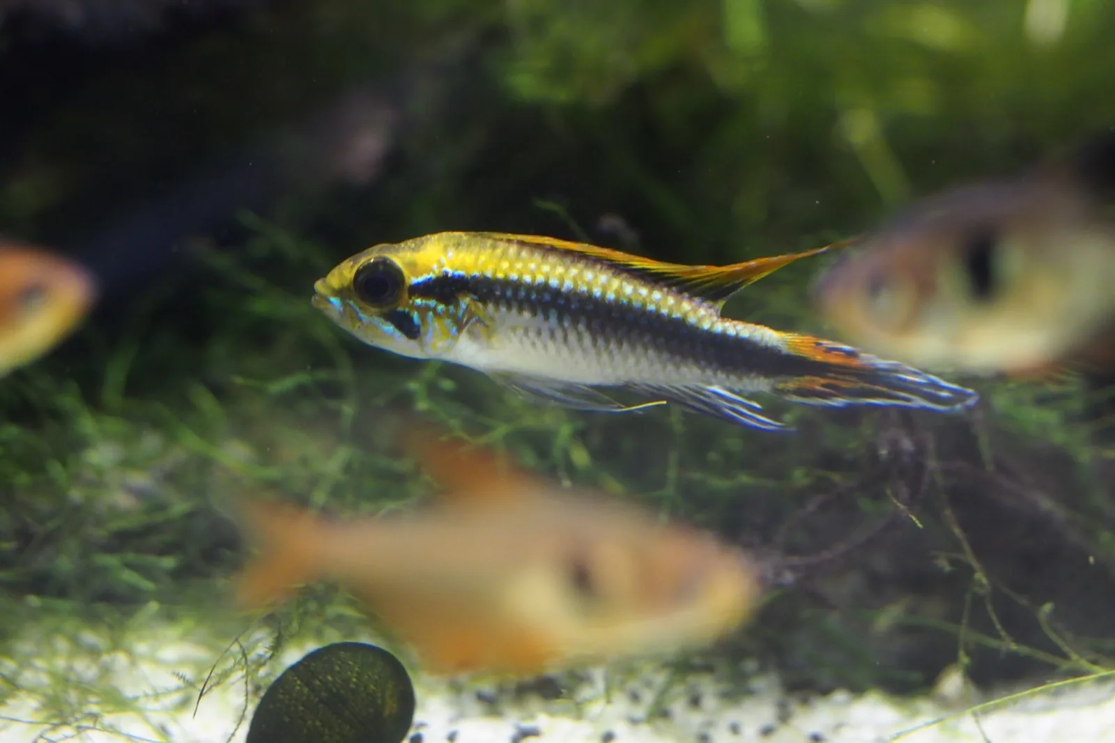 Agassiz's Dwarf Cichlid (Apistogramma agassizii)