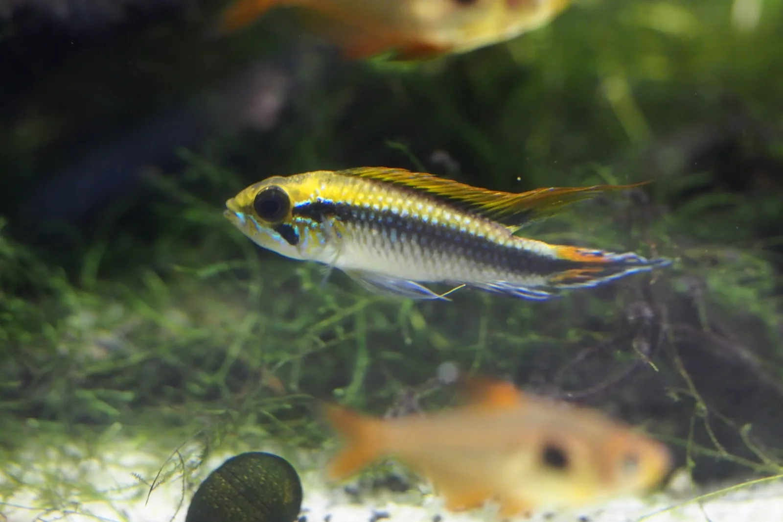 Agassiz's Dwarf Cichlid (Apistogramma agassizii)