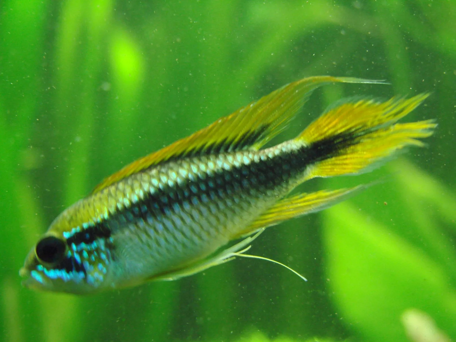 Agassiz's Dwarf Cichlid (Apistogramma agassizii)