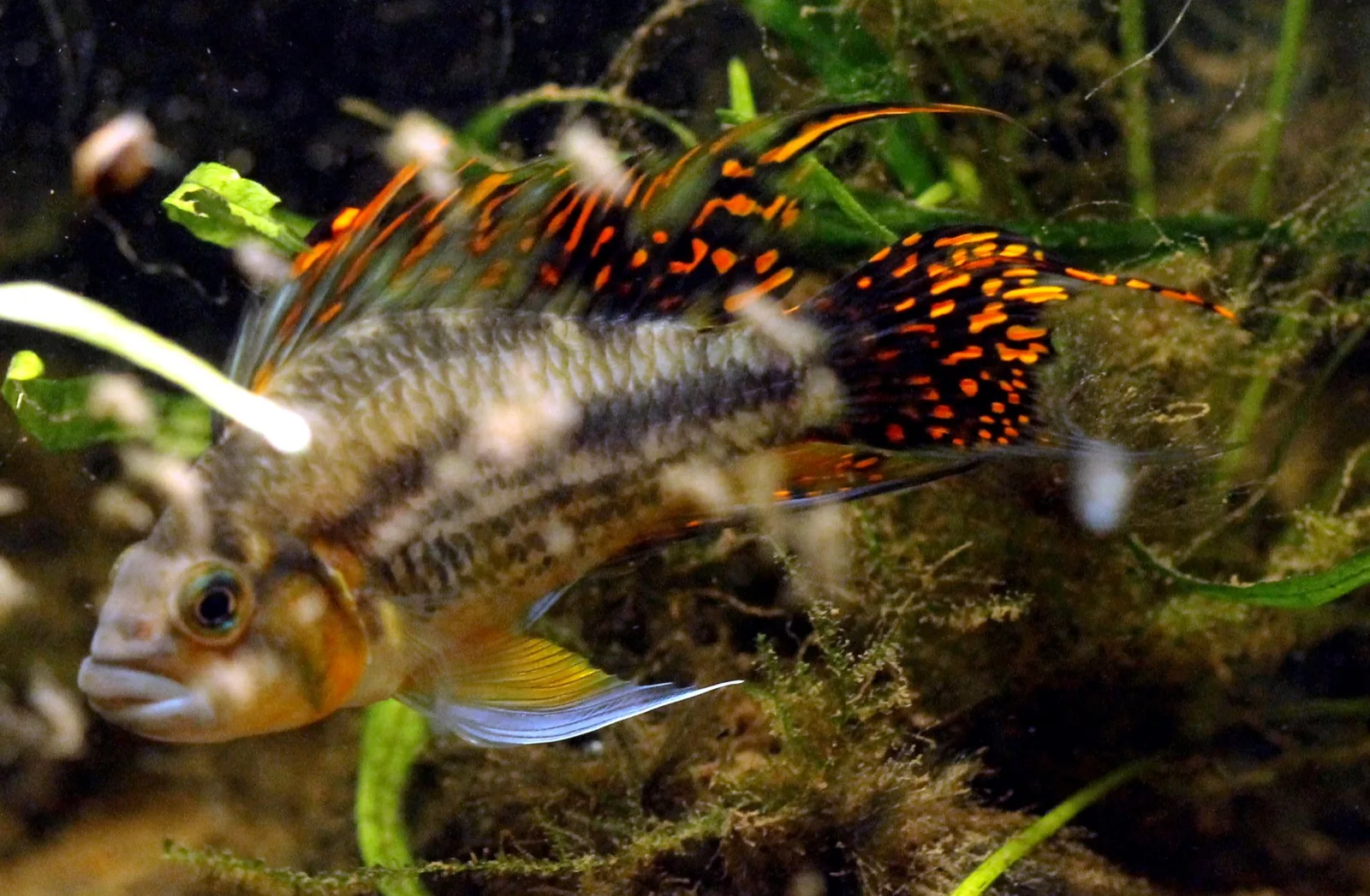Cockatoo Dwarf Cichlid (Apistogramma cacatuoides)