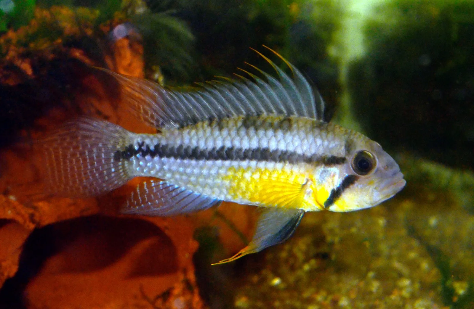 Cockatoo Dwarf Cichlid (Apistogramma cacatuoides)