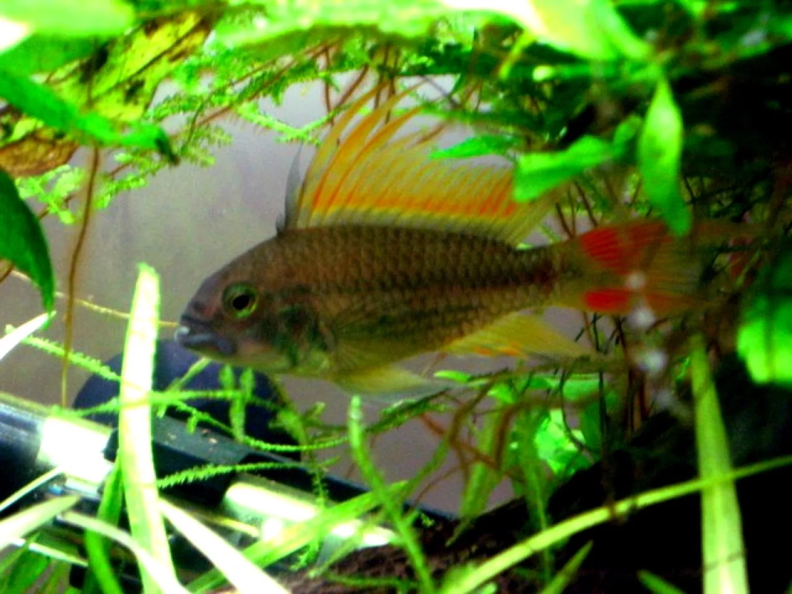 Cockatoo Dwarf Cichlid (Apistogramma cacatuoides)