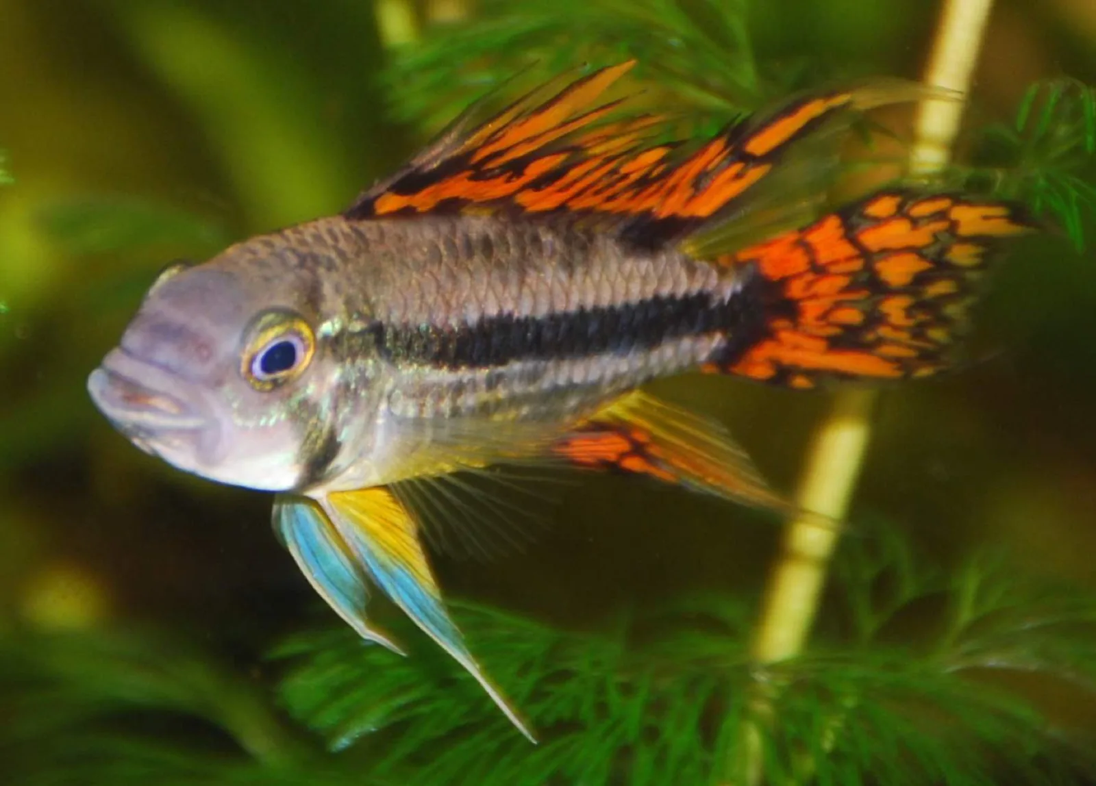 Cockatoo Dwarf Cichlid (Apistogramma cacatuoides)