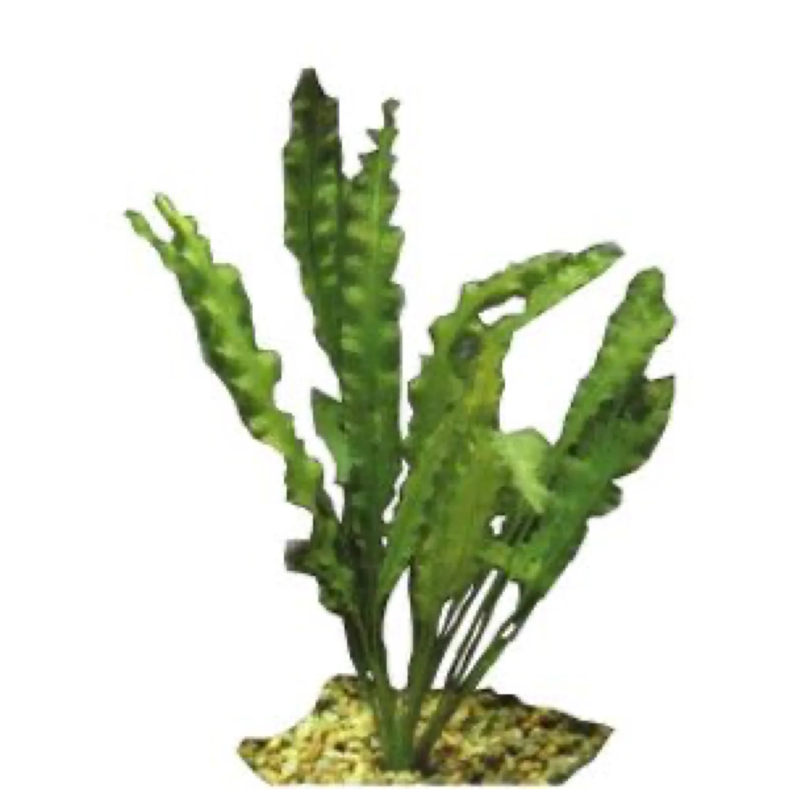 Aponogeton Crispus (Aponogeton crispus)