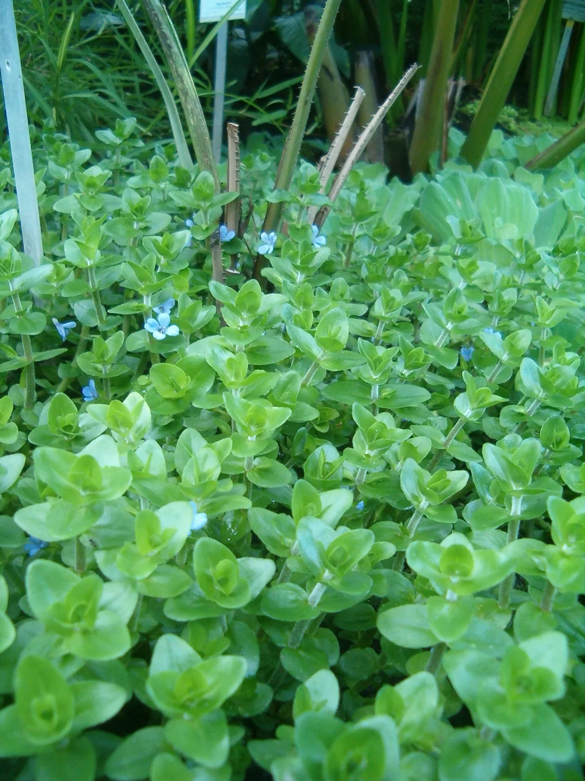 Bacopa Caroliniana (Bacopa caroliniana)