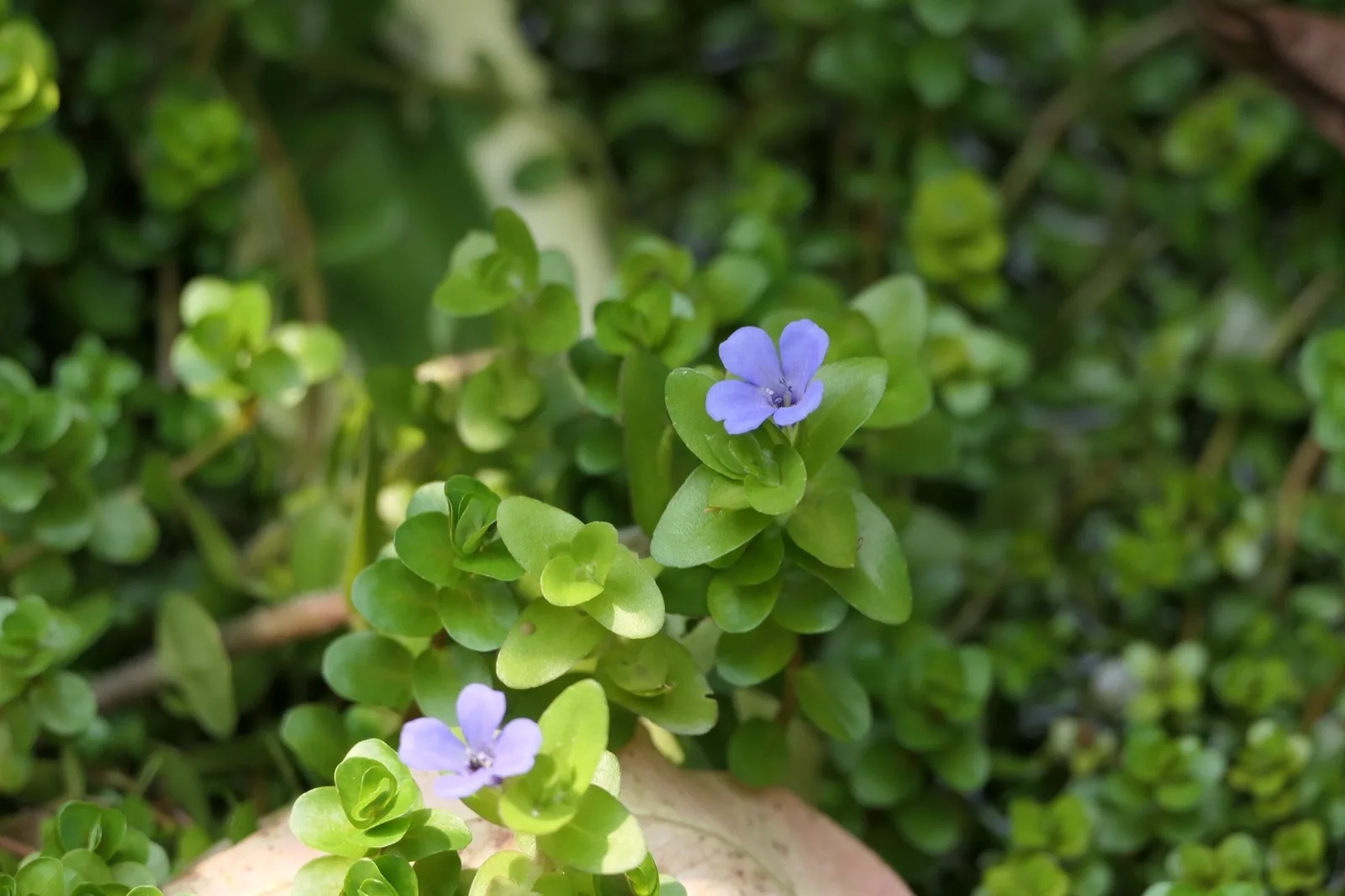 Bacopa Caroliniana (Bacopa caroliniana)
