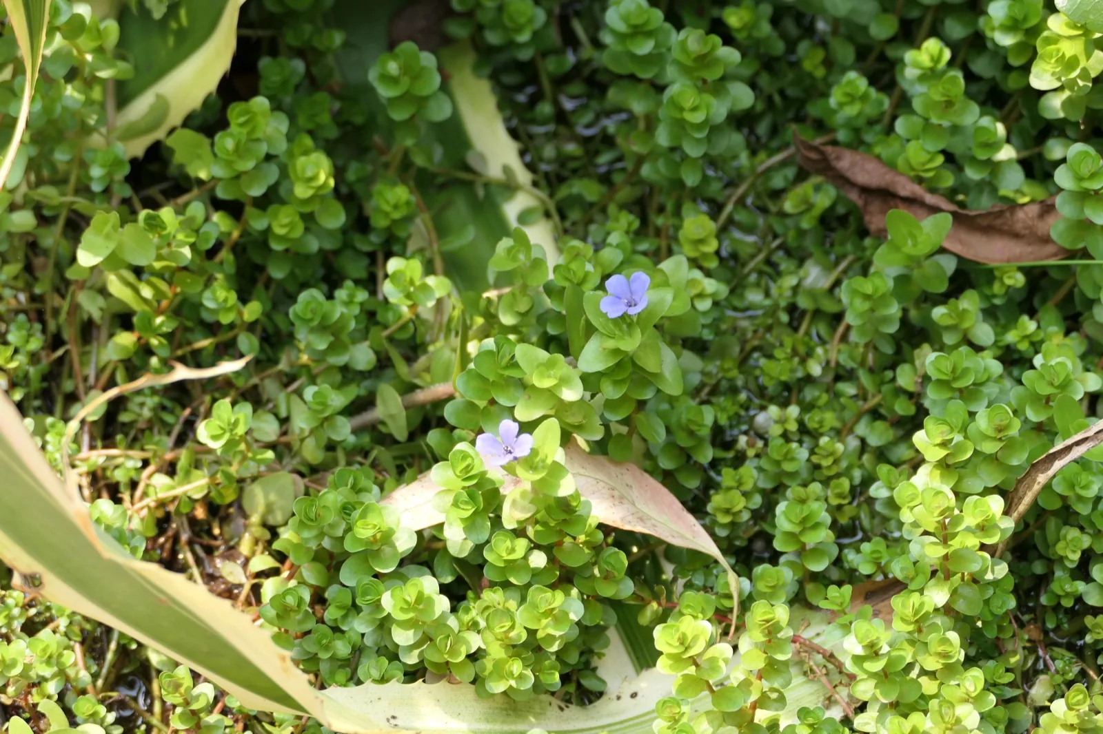 Bacopa Caroliniana (Bacopa caroliniana)