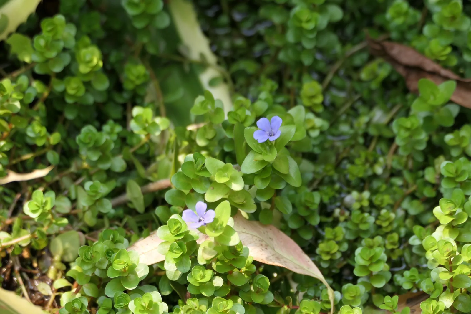 Bacopa Caroliniana (Bacopa caroliniana)