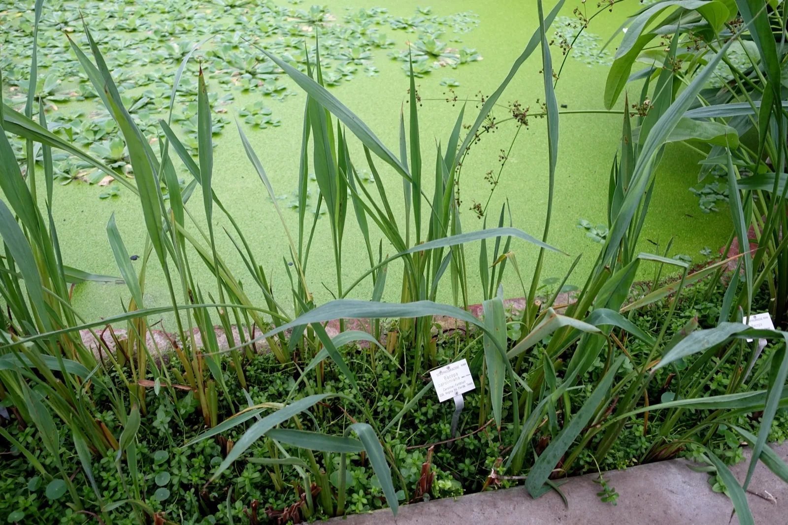 Bacopa Caroliniana (Bacopa caroliniana)