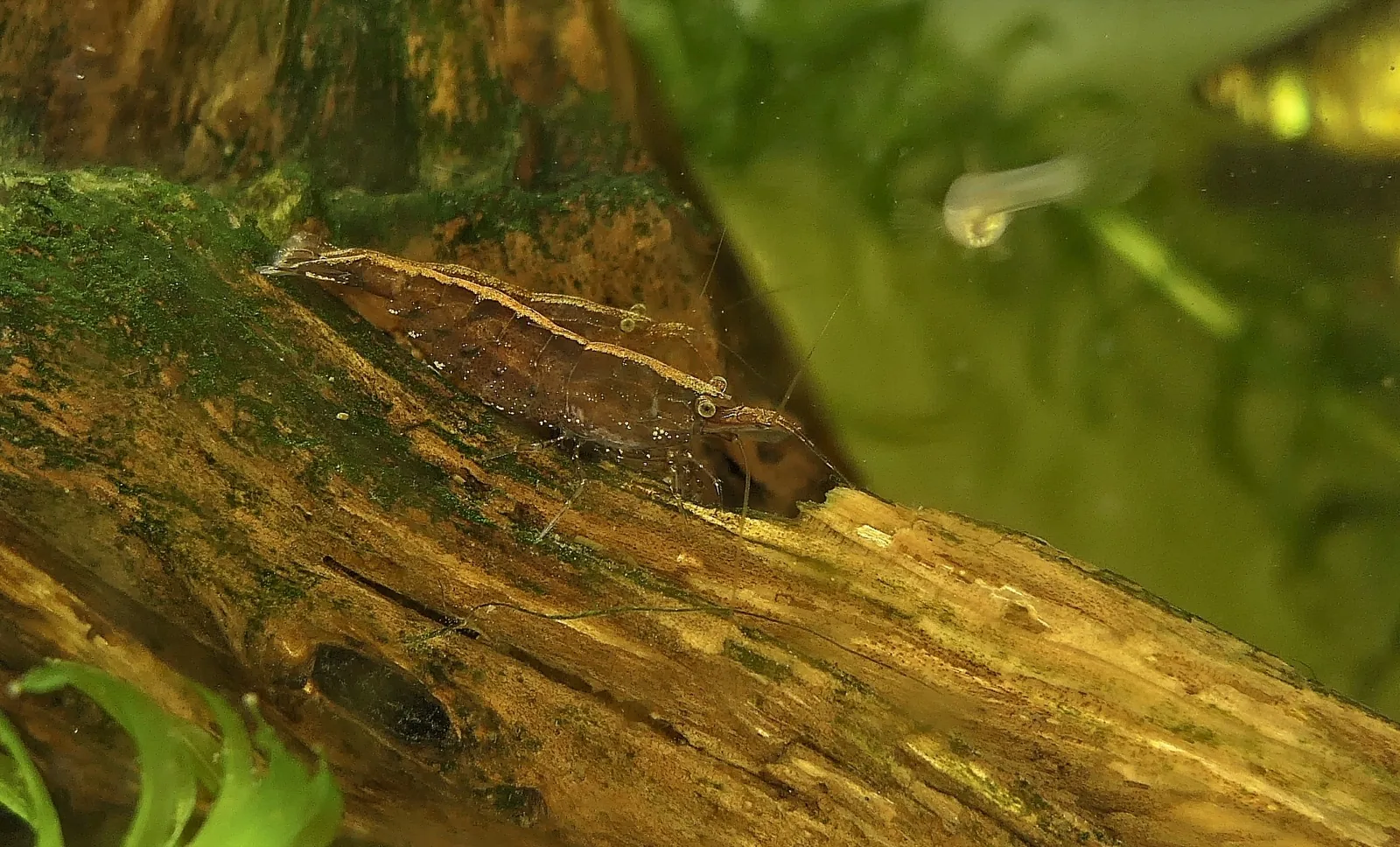 Bamboo / Wood Shrimp (Atyopsis moluccensis)