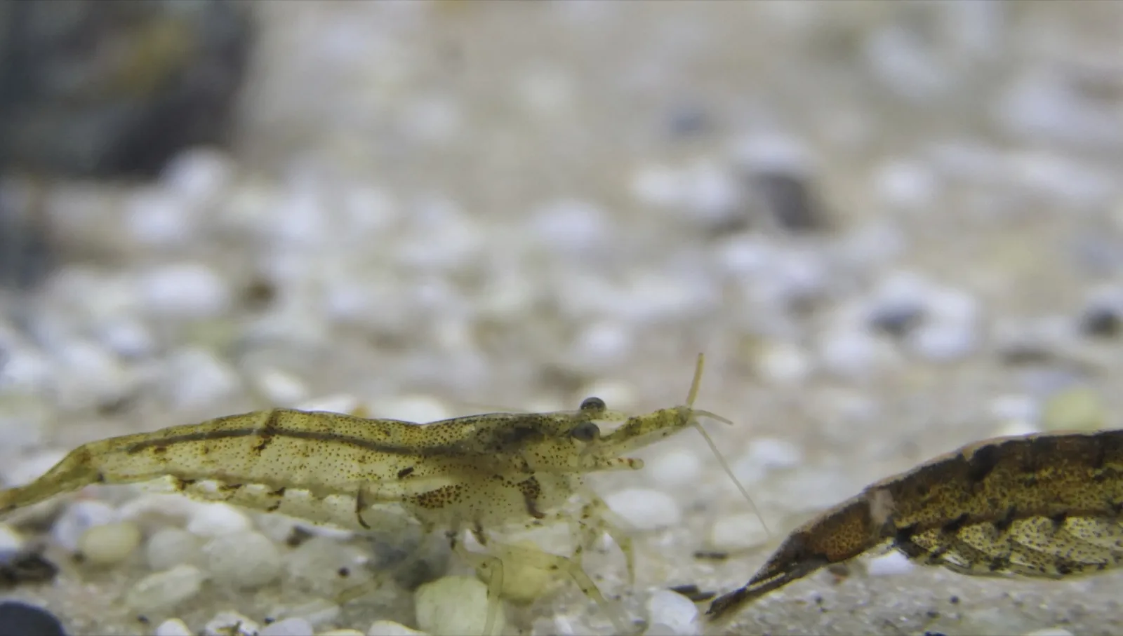 Bamboo / Wood Shrimp (Atyopsis moluccensis)