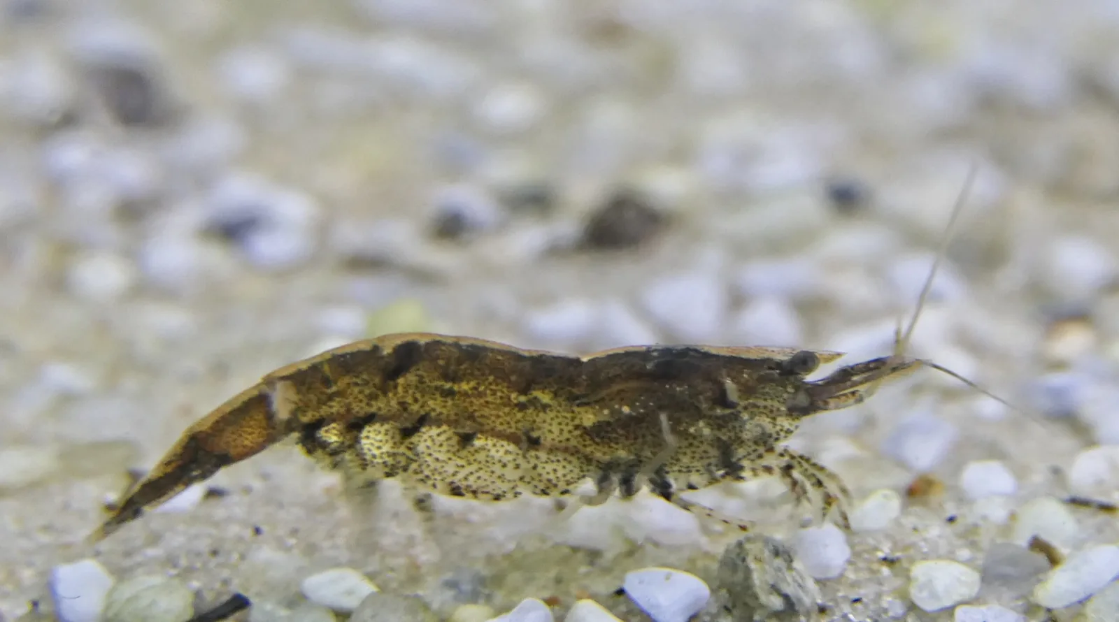 Bamboo / Wood Shrimp (Atyopsis moluccensis)