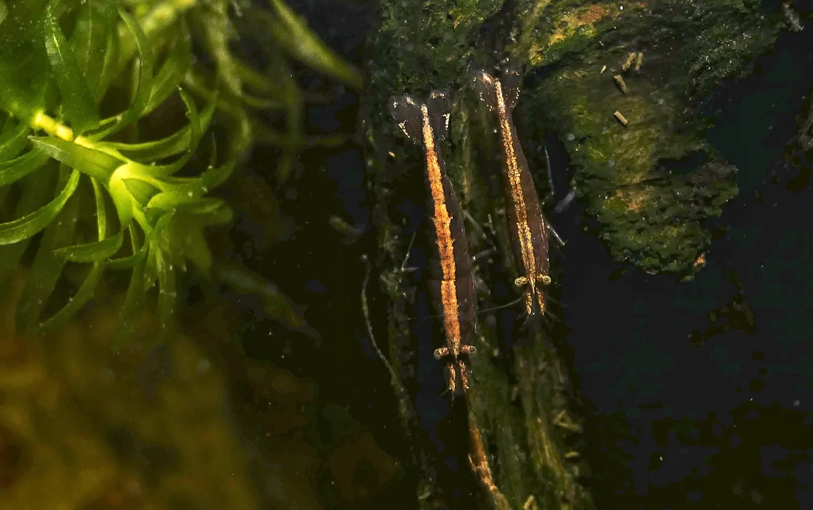 Bamboo / Wood Shrimp (Atyopsis moluccensis)
