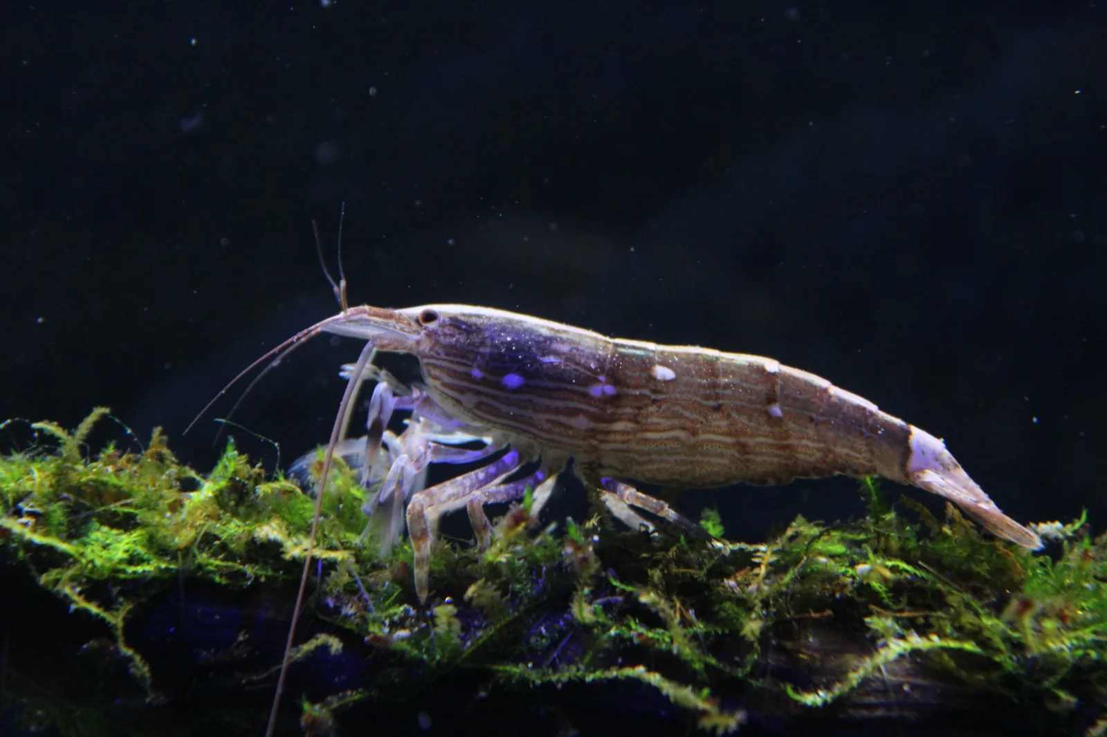 Bamboo / Wood Shrimp (Atyopsis moluccensis)