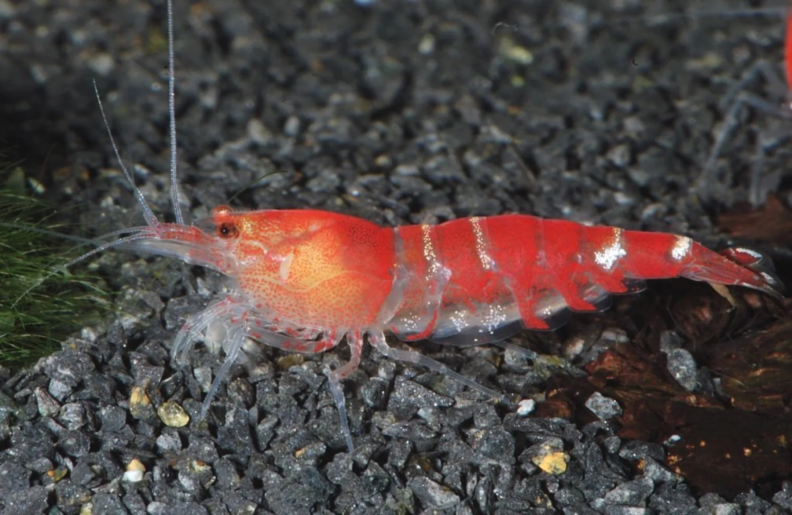 Bee Shrimp (wild) (Caridina cantonensis)