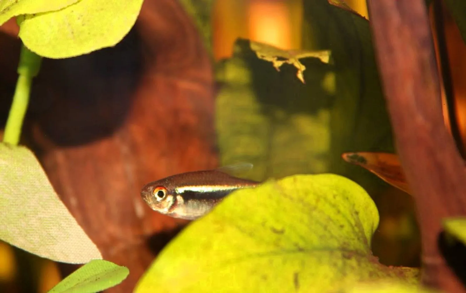 Black Neon Tetra (Hyphessobrycon herbertaxelrodi)