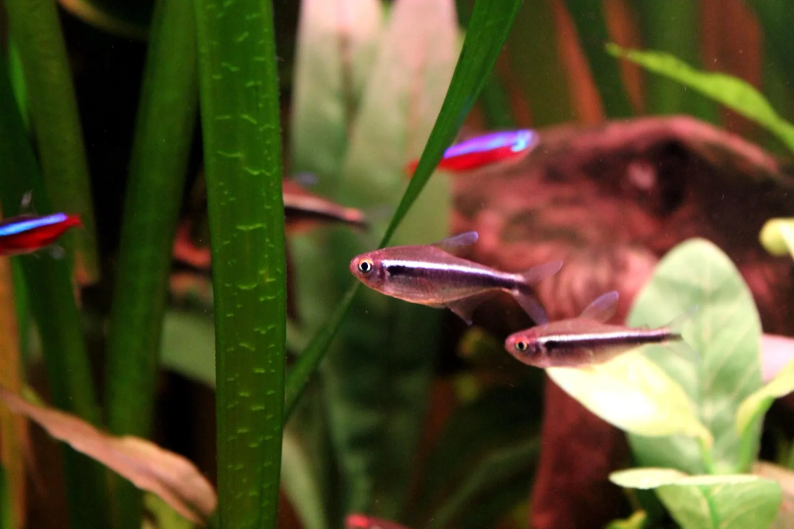 Black Neon Tetra (Hyphessobrycon herbertaxelrodi)