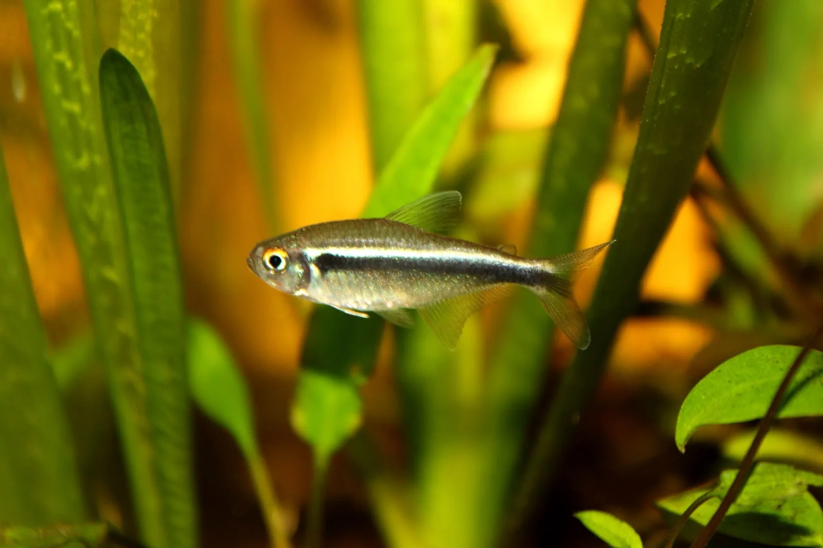 Black Neon Tetra (Hyphessobrycon herbertaxelrodi)