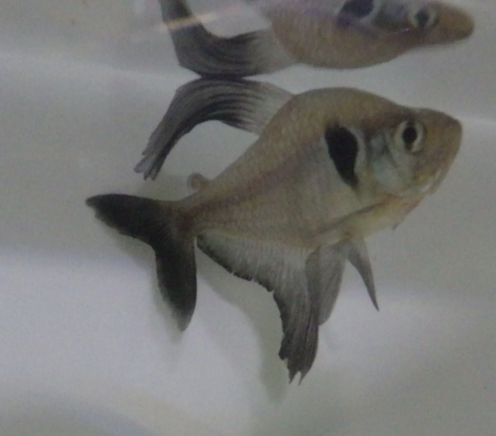 Black Phantom Tetra (Hyphessobrycon megalopterus)