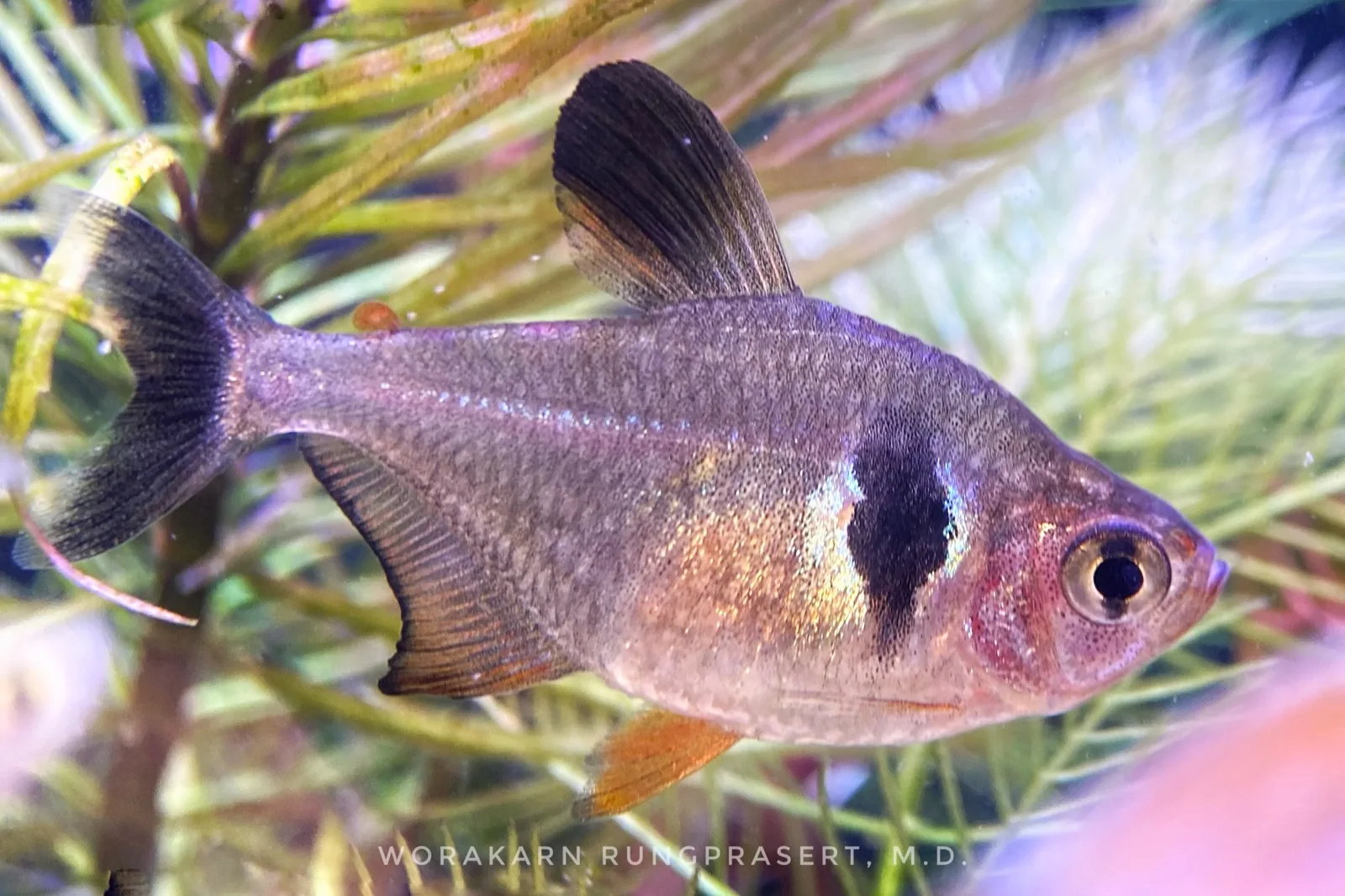 Black Phantom Tetra (Hyphessobrycon megalopterus)