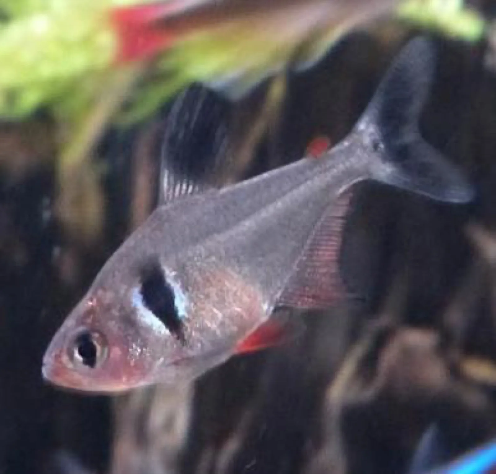 Black Phantom Tetra (Hyphessobrycon megalopterus)