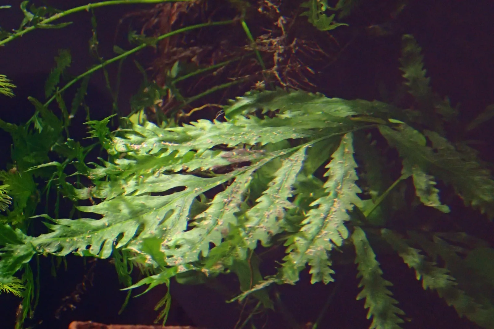 African Water Fern (Bolbitis heudelotii)