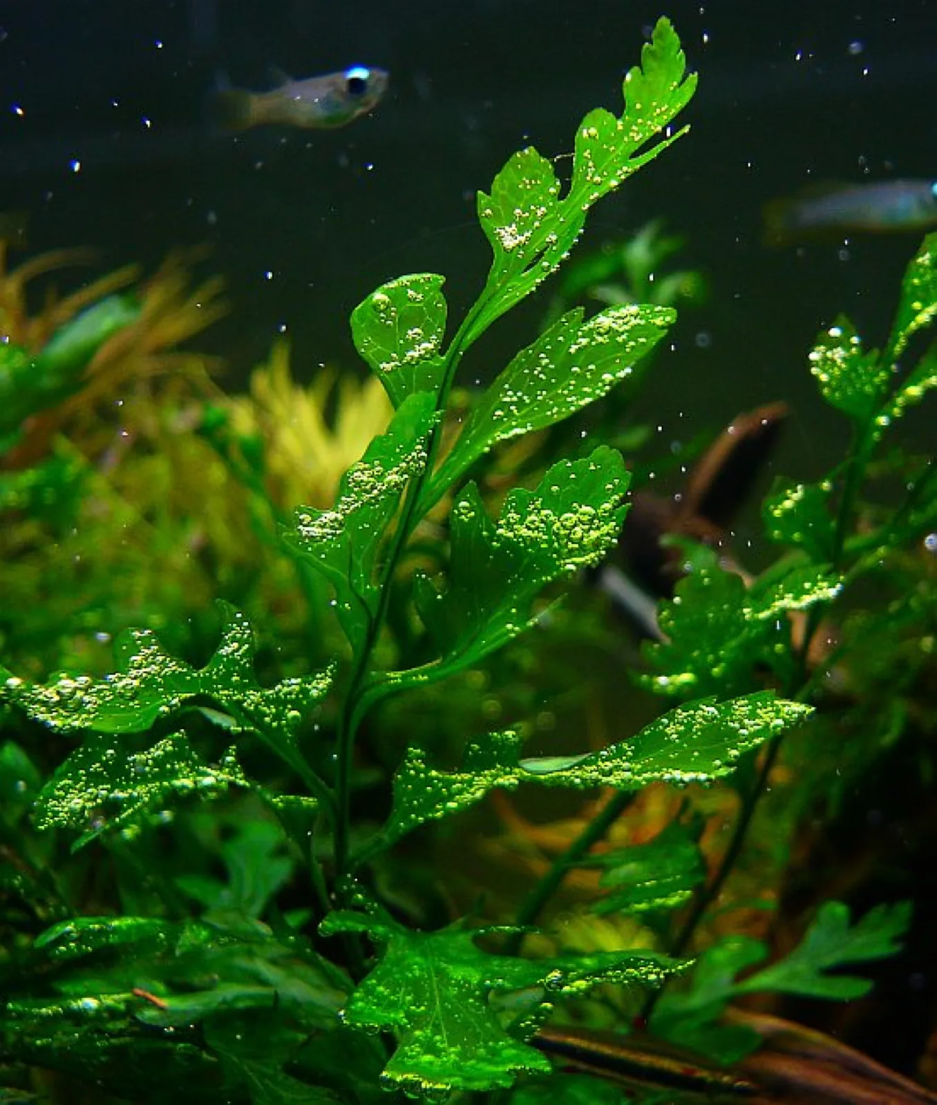 African Water Fern (Bolbitis heudelotii)