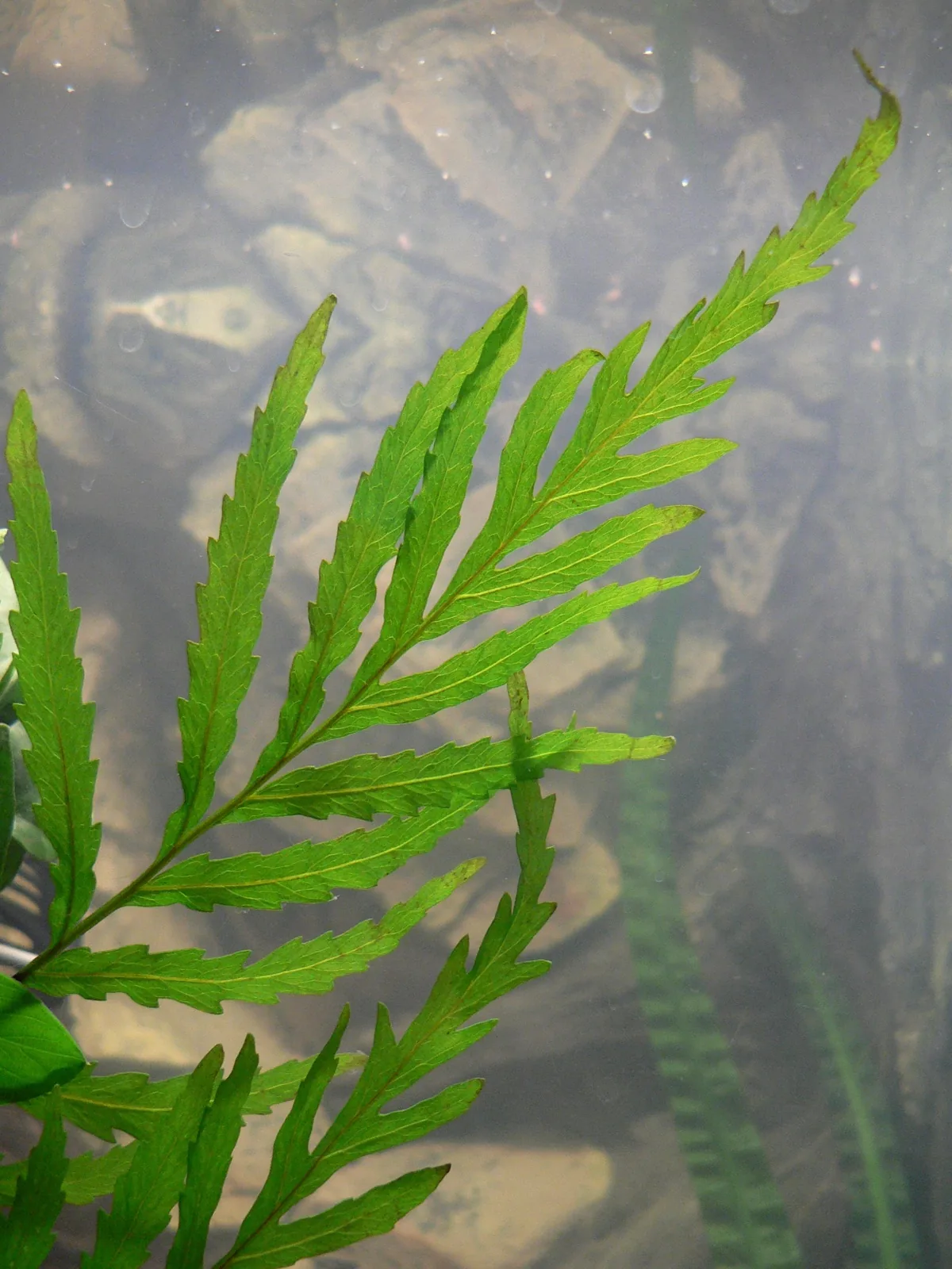 African Water Fern (Bolbitis heudelotii)