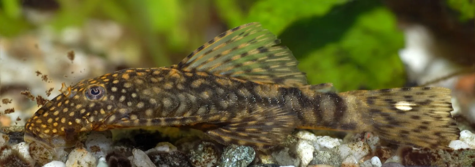 Bristlenose Pleco (Ancistrus cf. cirrhosus)
