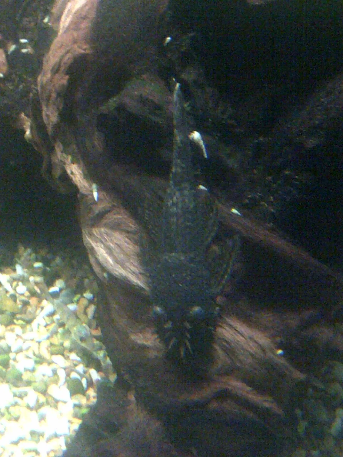 Bristlenose Pleco (Ancistrus cf. cirrhosus)