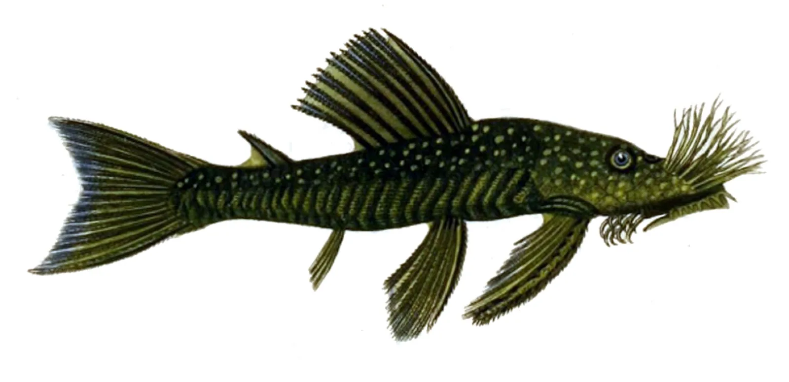Bristlenose Pleco (Ancistrus cf. cirrhosus)