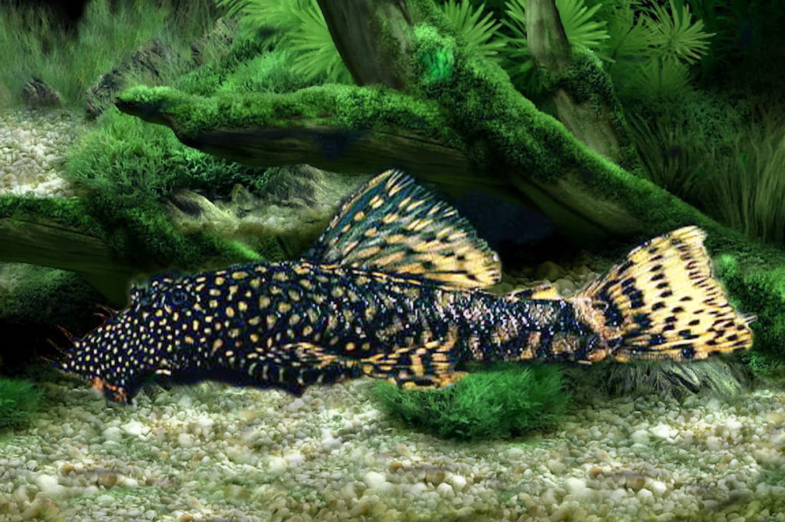 Bristlenose Pleco (Ancistrus cf. cirrhosus)